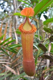 Mt. Tambuyukon Flora, Sabah, Malaysia              